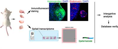 The relevance between hypoxia-dependent spatial transcriptomics and the prognosis and efficacy of immunotherapy in claudin-low breast cancer